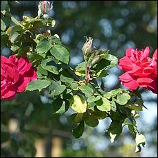Guadalupe_and_Heritage_Rose_Gardens-007c1-web.jpg