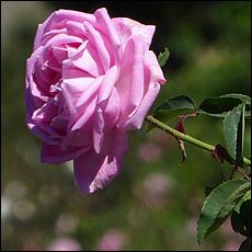 Guadalupe_and_Heritage_Rose_Gardens-012c0a-web.jpg