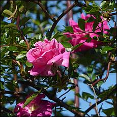 Guadalupe_and_Heritage_Rose_Gardens-014-web.jpg