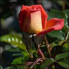 Guadalupe_and_Heritage_Rose_Gardens-016c2-web.jpg
