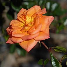 Guadalupe_and_Heritage_Rose_Gardens-018c1-web.jpg