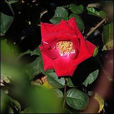 Guadalupe_and_Heritage_Rose_Gardens-020b1-web.jpg