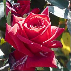 Guadalupe_and_Heritage_Rose_Gardens-022c2a-web.jpg