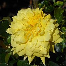 Guadalupe_and_Heritage_Rose_Gardens-025c1-web.jpg