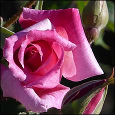 Guadalupe_and_Heritage_Rose_Gardens-027c1a-web.jpg