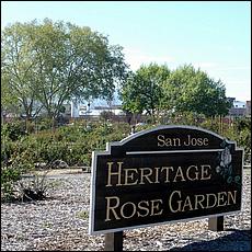 Guadalupe_and_Heritage_Rose_Gardens-030a-web.jpg