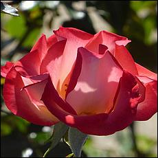 Guadalupe_and_Heritage_Rose_Gardens-032-web.jpg