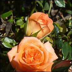 Guadalupe_and_Heritage_Rose_Gardens-037c1-web.jpg