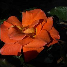 Guadalupe_and_Heritage_Rose_Gardens-039c2-web.jpg