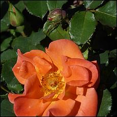 Guadalupe_and_Heritage_Rose_Gardens-040c2b-web.jpg