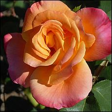 Guadalupe_and_Heritage_Rose_Gardens-049c3-web.jpg