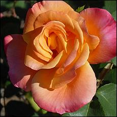 Guadalupe_and_Heritage_Rose_Gardens-049c3-web.jpg