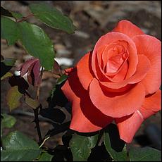 Guadalupe_and_Heritage_Rose_Gardens-052-web.jpg