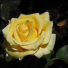 Guadalupe_and_Heritage_Rose_Gardens-053-web.jpg