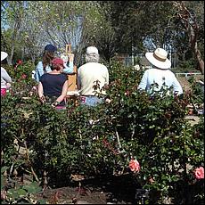 Guadalupe_and_Heritage_Rose_Gardens-054b1-web.jpg