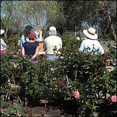 Guadalupe_and_Heritage_Rose_Gardens-054b1-web.jpg