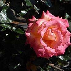 Guadalupe_and_Heritage_Rose_Gardens-056-web.jpg