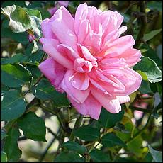 Guadalupe_and_Heritage_Rose_Gardens-085c2-web.jpg