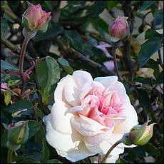 Guadalupe_and_Heritage_Rose_Gardens-109c2-web.jpg