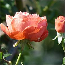 Guadalupe_and_Heritage_Rose_Gardens-116c1-web.jpg