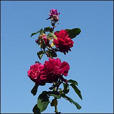 Guadalupe_and_Heritage_Rose_Gardens-124a-web.jpg