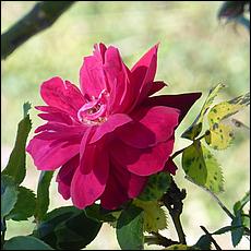 Guadalupe_and_Heritage_Rose_Gardens-125-web.jpg