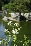 JapaneseFriendshipGarden08-062b.jpg