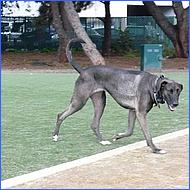 CampbellDogPark09-018c1.jpg