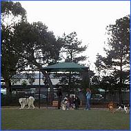 CampbellDogPark09-027c.jpg