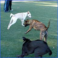 CampbellDogPark09-039c.jpg