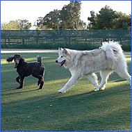 CampbellDogPark09-043c.jpg