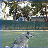 CampbellDogPark09-059b.jpg