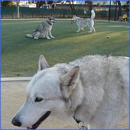 CampbellDogPark09-060b.jpg