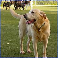 CampbellDogPark10-001c.jpg