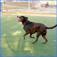 CampbellDogPark10-004d2.jpg