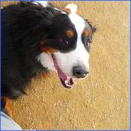 CampbellDogPark10-005b.jpg