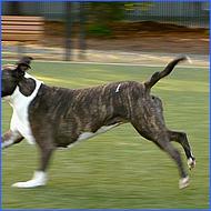 CampbellDogPark10-009c.jpg