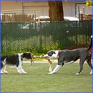 CampbellDogPark10-015c.jpg