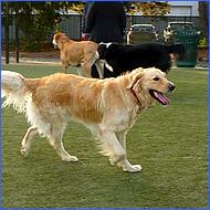 CampbellDogPark10-017c.jpg