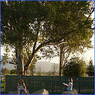 CampbellDogPark10-018b.jpg