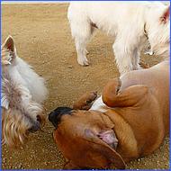 CampbellDogPark10-023b.jpg