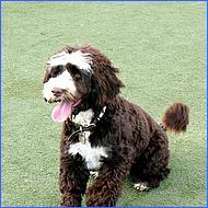 CampbellDogPark11-002a-web.jpg