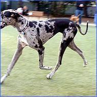 CampbellDogPark11-009a-web.jpg