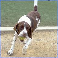 CampbellDogPark11-011a1-web.jpg