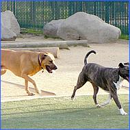 CampbellDogPark11-012a2-web.jpg