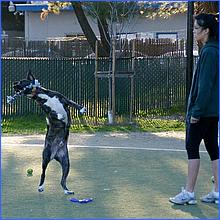 CampbellDogPark13-007c1.jpg