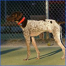 CampbellDogPark13-013c1-web.jpg