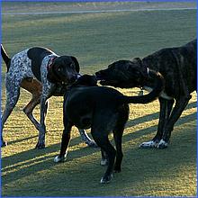 CampbellDogPark13-025c1-web.jpg