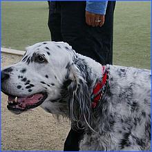 CampbellDogPark13-029-web.jpg