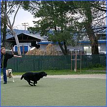 CampbellDogPark13-032a1b-web.jpg